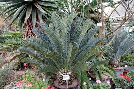 Image result for Encephalartos senticosus