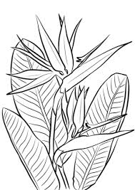 Simple Bird Of Paradise Drawing Click To See Printable Version Of Bird Of Paradise Plant Coloring Page Bird Of Paradise Tattoo Paradise Painting Birds Of Paradise Plant