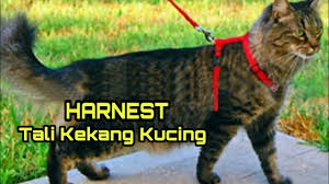 Selain dapat membelinya di toko olahraga, tali skipping juga sebenarnya bisa kita buat sendiri. Tali Kekang Untuk Kucing Harnest Youtube