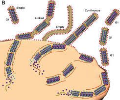 Image result for Filoviridae