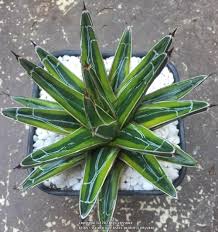 * the british consider her era to be one of their most glorious eras. Variegated Queen Victoria Agave Victoriae Reginae Variegata In The Agaves Database Garden Org