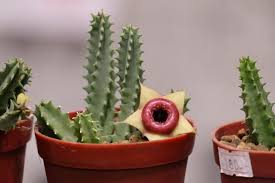 Image result for Huernia levyi