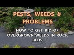 You can either hire a gardener to do the job for you or learn how to clear weeds in a few simple steps. How To Get Rid Of Overgrown Weeds In Rock Beds Youtube