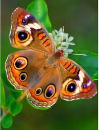 Pin By Pinar Terzi On Mariposas Beautiful Butterflies Butterfly Photos Butterfly Pictures