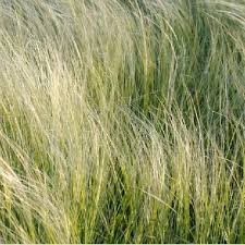 Image result for Stipa