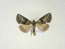 Image result for Cryphia algae