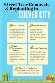 If pruning and bracing is not an option, we will perform a surgical removal of the tree from your property. Trees Can Be Removed In Culver City Local Government Facebook