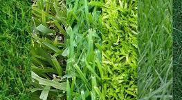 How can I tell what type of grass I have? - Canopy Lawn Care
