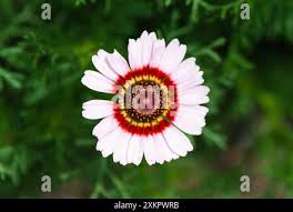 Image result for Glebionis carinata `German Flag`
