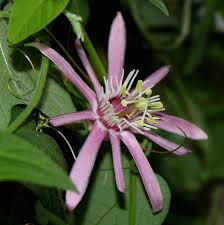 Image result for Passiflora sanguinolenta