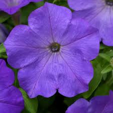 Where do petunias originate from? Easy Wave Spreading Petunia Lavender Sky Blue Flower Seeds