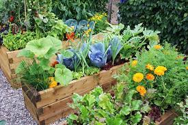 Our home & garden tips. How To Make An Urban Vegetable Garden City Vegetable Garden