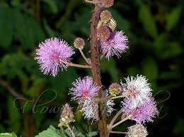 Image result for Mimosa diplotricha