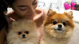 Join facebook to connect with nadine matzl and others you may know. So Suss Ich Bade Meine Pomeranians I Paola Maria Youtube