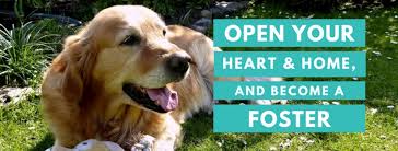 Golden retriever puppy breeder virginia. 10 Golden Retriever Rescues Looking For Fosters And Adopters The Animal Rescue Site News