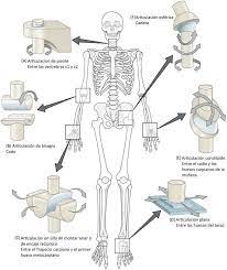 Tipos De Articulaciones Human Joints Joints Anatomy Anatomy And Physiology