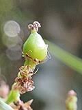 Image result for Combretum xanthothyrsum