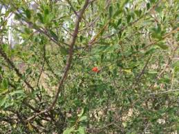 Image result for Erythroxylum emarginatum