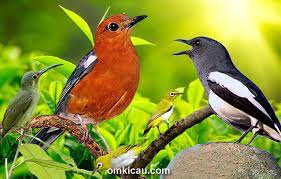 Download aneka suara burung betina bagian 2. Download Lima Kombinasi Suara Burung Betina Untuk Memancing Bunyi Om Kicau