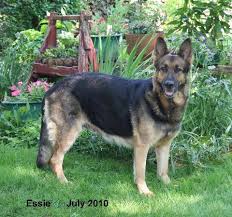 Rosehall Kennel Raises Large Oversize Straight Back Calm Tempered Akc German Shepherd Big Dogs Gsd Puppies For Gsd Puppies For Sale Dog Kennel Gsd Puppies