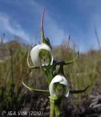 Image result for Disperis mozambicensis