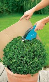 Buchsbaum Schneiden Selbst De Buchsbaum Garten Buchsbaum Buchsbaum Schneiden