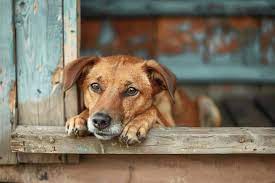 Cute abandoned dog waiting to be adopted by someone | Premium AI-generated  image