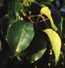 Image result for Hemarthria natans