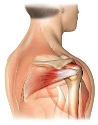 the 4 muscles that make up the rotator cuff anatomi saglik omuz egzersizleri