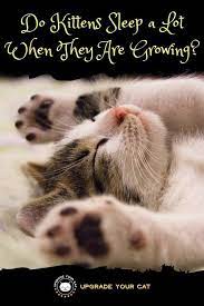 Do Kittens Sleep A Lot When They Are Growing Yup A Lot Upgrade Your Cat Sleeping Kitten Kittens Kitten Care