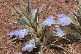 Image result for Blepharis