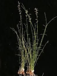 Image result for Eragrostis schweinfurthii