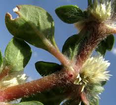Image result for Alternanthera caracasana