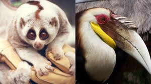 Many of indonesia's most iconic species are now threatened by urbanization and deforestation, particularly from agriculture. Indonesia Foils Rare Animals Trade Detains Wildlife Trafficker Coconuts Jakarta