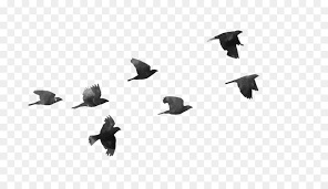Gambar burung cililinformat png : Burung Png Hd