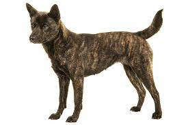 But, the coat color becomes brindle while they grow and the color change continues as well in. Kai Ken Dog Breed Information American Kennel Club