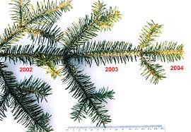 Learn more about this technique, and find trees for espalier, here. Evergreen Wikipedia