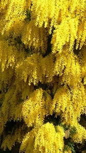 Maybe you would like to learn more about one of these? Mimosa Flowering Spring Fluffy Flowering Trees Yellow Flowers Planting Flowers
