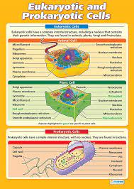 Maybe you would like to learn more about one of these? Amazon Com Eukaryotic And Prokaryotic Cells Science Posters Gloss Paper Measuring 33 X 23 5 Stem Charts For The Classroom Education Charts By Daydream Education Office Products
