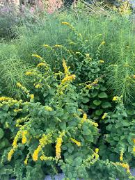 Image result for Afrosolen setifolius