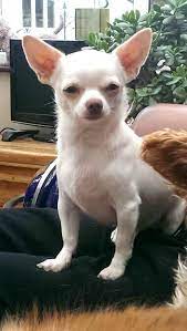 It Will Take You Ages To Be Photogenic Like Him Is Nt It Cute Chihuahua White Chihuahua Chihuahua Puppies