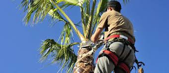 Average labor costs to trim a medium tree in freehold, new jersey. How Much Does It Cost To Trim A Palm Tree Savemore Tree Service