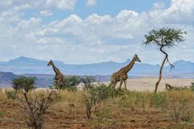Trees and cactus landscape in africa savannah bush viewpoint with blue sky. 4 000 African Landscape Pictures