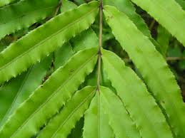 Image result for Pteris burtonii