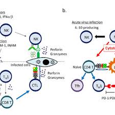 Start by marking i'm a camel as want to read Pdf Dichotomous Regulation Of Acquired Immunity By Innate Lymphoid Cells