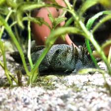 Irfan Demiray Adli Kullanicinin Dogal Akvaryumum My Natural Tank Panosundaki Pin Dogal Akvaryum Tank