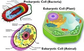 On the other side, eukaryotes may reproduce by both sexual and asexual means. Plant Cell Vs Animal Cell Extension Questions
