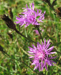 Image result for Centaurea praecox