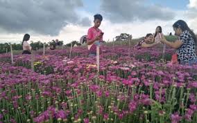 South Cotabato Flower Farm Draws Raves Philippine News Agency