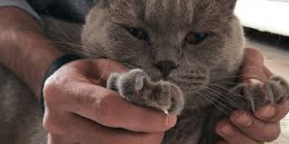 Kedi Tirmalamasi Durumunda Ne Yapmali Bilmisler